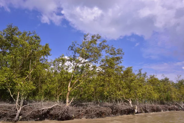 Sakin nehir suyu, korunmasız kökler ve dramatik beyaz bulutlar altında yoğun yeşil ağaçlar ve mavi gökyüzü ile birlikte geniş bir mangrov ormanı kıyı şeridi. Bu doğal kıyı sulak arazisi sakinliği, ekosistem dengesini ve tropikal biyolojik çeşitliliği yansıtır..