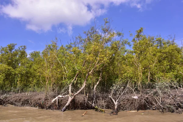Sakin nehir suyu, korunmasız kökler ve dramatik beyaz bulutlar altında yoğun yeşil ağaçlar ve mavi gökyüzü ile birlikte geniş bir mangrov ormanı kıyı şeridi. Bu doğal kıyı sulak arazisi sakinliği, ekosistem dengesini ve tropikal biyolojik çeşitliliği yansıtır..