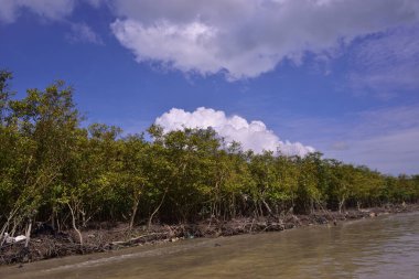 Sakin nehir suyu, korunmasız kökler ve dramatik beyaz bulutlar altında yoğun yeşil ağaçlar ve mavi gökyüzü ile birlikte geniş bir mangrov ormanı kıyı şeridi. Bu doğal kıyı sulak arazisi sakinliği, ekosistem dengesini ve tropikal biyolojik çeşitliliği yansıtır..