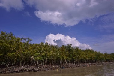 Sakin nehir suyu, korunmasız kökler ve dramatik beyaz bulutlar altında yoğun yeşil ağaçlar ve mavi gökyüzü ile birlikte geniş bir mangrov ormanı kıyı şeridi. Bu doğal kıyı sulak arazisi sakinliği, ekosistem dengesini ve tropikal biyolojik çeşitliliği yansıtır..