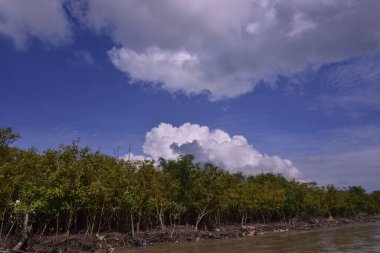 Sakin nehir suyu, korunmasız kökler ve dramatik beyaz bulutlar altında yoğun yeşil ağaçlar ve mavi gökyüzü ile birlikte geniş bir mangrov ormanı kıyı şeridi. Bu doğal kıyı sulak arazisi sakinliği, ekosistem dengesini ve tropikal biyolojik çeşitliliği yansıtır..