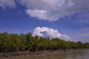 Sakin nehir suyu, korunmasız kökler ve dramatik beyaz bulutlar altında yoğun yeşil ağaçlar ve mavi gökyüzü ile birlikte geniş bir mangrov ormanı kıyı şeridi. Bu doğal kıyı sulak arazisi sakinliği, ekosistem dengesini ve tropikal biyolojik çeşitliliği yansıtır..
