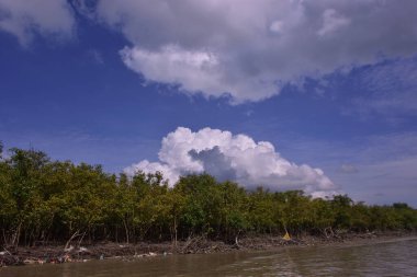 Sakin nehir suyu, korunmasız kökler ve dramatik beyaz bulutlar altında yoğun yeşil ağaçlar ve mavi gökyüzü ile birlikte geniş bir mangrov ormanı kıyı şeridi. Bu doğal kıyı sulak arazisi sakinliği, ekosistem dengesini ve tropikal biyolojik çeşitliliği yansıtır..
