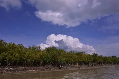 Sakin nehir suyu, korunmasız kökler ve dramatik beyaz bulutlar altında yoğun yeşil ağaçlar ve mavi gökyüzü ile birlikte geniş bir mangrov ormanı kıyı şeridi. Bu doğal kıyı sulak arazisi sakinliği, ekosistem dengesini ve tropikal biyolojik çeşitliliği yansıtır..