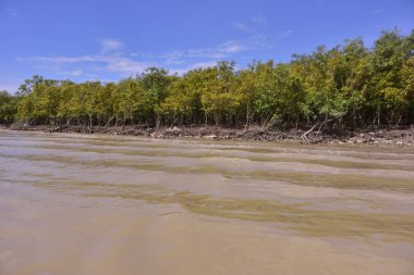 Çamurlu nehir suyu, korunmasız kökler ve açık mavi gökyüzünün altında yoğun yeşil ağaçlarla dolu bir mangrov ormanı kıyısı. Bu kıyı sulak arazisi tropikal mangrovların doğal ekosistemi, esnekliği ve biyolojik çeşitliliğini vurgular..