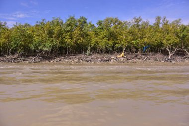 Çamurlu nehir suyu, korunmasız kökler ve açık mavi gökyüzünün altında yoğun yeşil ağaçlarla dolu bir mangrov ormanı kıyısı. Bu kıyı sulak arazisi tropikal mangrovların doğal ekosistemi, esnekliği ve biyolojik çeşitliliğini vurgular..