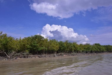 Sakin nehir suyu, korunmasız kökler ve dramatik beyaz bulutlar altında yoğun yeşil ağaçlar ve mavi gökyüzü ile birlikte geniş bir mangrov ormanı kıyı şeridi. Bu doğal kıyı sulak arazisi sakinliği, ekosistem dengesini ve tropikal biyolojik çeşitliliği yansıtır..
