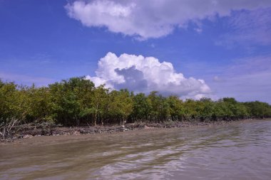 Sakin nehir suyu, korunmasız kökler ve dramatik beyaz bulutlar altında yoğun yeşil ağaçlar ve mavi gökyüzü ile birlikte geniş bir mangrov ormanı kıyı şeridi. Bu doğal kıyı sulak arazisi sakinliği, ekosistem dengesini ve tropikal biyolojik çeşitliliği yansıtır..