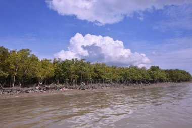 Sakin nehir suyu, korunmasız kökler ve dramatik beyaz bulutlar altında yoğun yeşil ağaçlar ve mavi gökyüzü ile birlikte geniş bir mangrov ormanı kıyı şeridi. Bu doğal kıyı sulak arazisi sakinliği, ekosistem dengesini ve tropikal biyolojik çeşitliliği yansıtır..