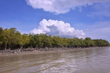 Sakin nehir suyu, korunmasız kökler ve dramatik beyaz bulutlar altında yoğun yeşil ağaçlar ve mavi gökyüzü ile birlikte geniş bir mangrov ormanı kıyı şeridi. Bu doğal kıyı sulak arazisi sakinliği, ekosistem dengesini ve tropikal biyolojik çeşitliliği yansıtır..