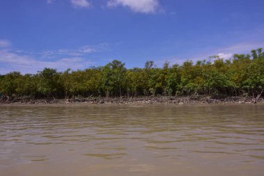 Mangrov ormanının yüksek gelgitli manzaralı kıyı manzarası. Çamurlu nehir, Bangladeş 'teki Bakkhali Nehri' nin sakin kahverengi suyuyla birleşir..