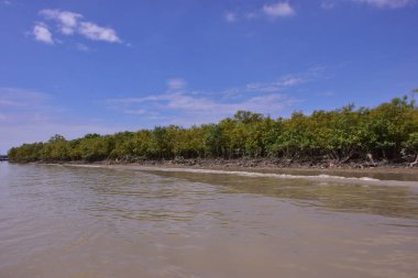 Mangrov ormanının yüksek gelgitli manzaralı kıyı manzarası. Çamurlu nehir, Bangladeş 'teki Bakkhali Nehri' nin sakin kahverengi suyuyla birleşir..