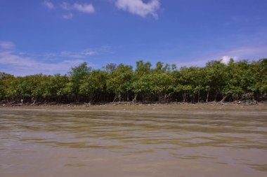 Mangrov ormanının yüksek gelgitli manzaralı kıyı manzarası. Çamurlu nehir, Bangladeş 'teki Bakkhali Nehri' nin sakin kahverengi suyuyla birleşir..