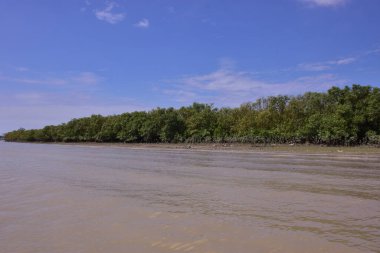 Mangrov ormanının yüksek gelgitli manzaralı kıyı manzarası. Çamurlu nehir, Bangladeş 'teki Bakkhali Nehri' nin sakin kahverengi suyuyla birleşir..