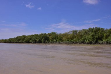 Mangrov ormanının yüksek gelgitli manzaralı kıyı manzarası. Çamurlu nehir, Bangladeş 'teki Bakkhali Nehri' nin sakin kahverengi suyuyla birleşir..