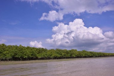 Mangrov ormanı kıyı şeridi olan tropikal bir nehrin geniş açılı görüntüsü. Büyük kümülüs bulutlarıyla parlak mavi gökyüzü Bakkhali Nehri 'nin sakin suyuna yansıyor..