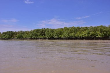 Bereketli yeşil mangrov ormanı Bakkhali Nehri 'nin çamurlu nehir kıyısını kaplıyor. Cox 's Bazar, Bangladeş' te kıyı bitkisinin güneşli bir manzarası ve sakin bir su.