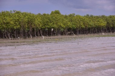 Bereketli yeşil mangrov ormanı Bakkhali Nehri 'nin çamurlu nehir kıyısını kaplıyor. Cox 's Bazar, Bangladeş' te kıyı bitkisinin güneşli bir manzarası ve sakin bir su.