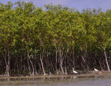 Cox 's Bazar, Bangladeş' teki Bakkhali Nehri 'nin üzerinden yükselen görkemli kümülüs bulutları. Uzak bir mangrov orman ufuk çizgisiyle dramatik mavi gökyüzü manzarası.