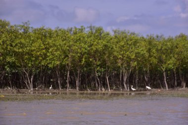 Cox 's Bazar, Bangladeş' teki Bakkhali Nehri 'nin üzerinden yükselen görkemli kümülüs bulutları. Uzak bir mangrov orman ufuk çizgisiyle dramatik mavi gökyüzü manzarası.