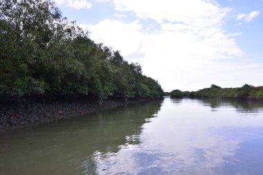 Mavi bir gökyüzünün altında çamurlu kıyılar boyunca büyüyen yeşil ağaçlarla birlikte sakin bir mangrov nehri manzarası. Doğal sulak arazi ekosistemi huzurlu bir çevrede kıyı bitki örtüsü ve gelgit sularını gösteriyor.