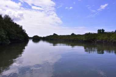 Mavi bir gökyüzünün altında çamurlu kıyılar boyunca büyüyen yeşil ağaçlarla birlikte sakin bir mangrov nehri manzarası. Doğal sulak arazi ekosistemi huzurlu bir çevrede kıyı bitki örtüsü ve gelgit sularını gösteriyor.
