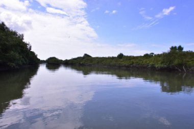 Mavi bir gökyüzünün altında çamurlu kıyılar boyunca büyüyen yeşil ağaçlarla birlikte sakin bir mangrov nehri manzarası. Doğal sulak arazi ekosistemi huzurlu bir çevrede kıyı bitki örtüsü ve gelgit sularını gösteriyor.
