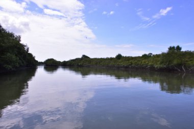 Mavi bir gökyüzünün altında çamurlu kıyılar boyunca büyüyen yeşil ağaçlarla birlikte sakin bir mangrov nehri manzarası. Doğal sulak arazi ekosistemi huzurlu bir çevrede kıyı bitki örtüsü ve gelgit sularını gösteriyor.