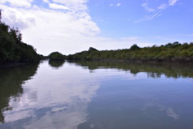 Mavi bir gökyüzünün altında çamurlu kıyılar boyunca büyüyen yeşil ağaçlarla birlikte sakin bir mangrov nehri manzarası. Doğal sulak arazi ekosistemi huzurlu bir çevrede kıyı bitki örtüsü ve gelgit sularını gösteriyor.