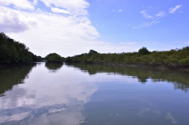 Mavi bir gökyüzünün altında çamurlu kıyılar boyunca büyüyen yeşil ağaçlarla birlikte sakin bir mangrov nehri manzarası. Doğal sulak arazi ekosistemi huzurlu bir çevrede kıyı bitki örtüsü ve gelgit sularını gösteriyor.
