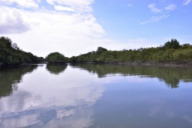Mavi bir gökyüzünün altında çamurlu kıyılar boyunca büyüyen yeşil ağaçlarla birlikte sakin bir mangrov nehri manzarası. Doğal sulak arazi ekosistemi huzurlu bir çevrede kıyı bitki örtüsü ve gelgit sularını gösteriyor.