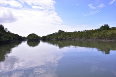 Mavi bir gökyüzünün altında çamurlu kıyılar boyunca büyüyen yeşil ağaçlarla birlikte sakin bir mangrov nehri manzarası. Doğal sulak arazi ekosistemi huzurlu bir çevrede kıyı bitki örtüsü ve gelgit sularını gösteriyor.