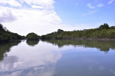 Mavi bir gökyüzünün altında çamurlu kıyılar boyunca büyüyen yeşil ağaçlarla birlikte sakin bir mangrov nehri manzarası. Doğal sulak arazi ekosistemi huzurlu bir çevrede kıyı bitki örtüsü ve gelgit sularını gösteriyor.