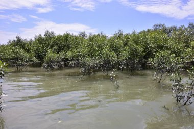 Sular yükseldiğinde, kısmen sular altında kalan ağaçlar ve gelgit sularıyla Mangrove ormanları. Kıyı sulak arazisi değişen su seviyelerine doğal adaptasyon gösteriyor..