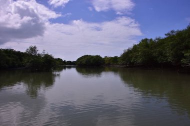Doğal mangrov orman ekosistemi. Nehir suyu, çamurlu bankalar ve yeşil gölgelik. Tropikal sulak arazi doğa, ekoloji ve koruma temaları için idealdir..