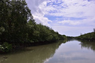 Sular yükseldiğinde, kısmen sular altında kalan ağaçlar ve gelgit sularıyla Mangrove ormanları. Kıyı sulak arazisi değişen su seviyelerine doğal adaptasyon gösteriyor..
