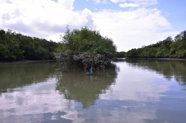 Mangrove ormanı, su yüzeyinde yansımaları olan sessiz bir nehir kanalı boyunca uzanır. Doğal kıyı ekolojisi ve çevresel dengeyi vurgulayan tropikal sulak arazi manzarası.