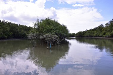 Mangrove ormanı, su yüzeyinde yansımaları olan sessiz bir nehir kanalı boyunca uzanır. Doğal kıyı ekolojisi ve çevresel dengeyi vurgulayan tropikal sulak arazi manzarası.