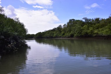 Mangrove ormanı, su yüzeyinde yansımaları olan sessiz bir nehir kanalı boyunca uzanır. Doğal kıyı ekolojisi ve çevresel dengeyi vurgulayan tropikal sulak arazi manzarası.