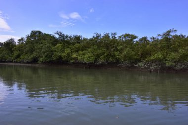 Mangrove ormanı, su yüzeyinde yansımaları olan sessiz bir nehir kanalı boyunca uzanır. Doğal kıyı ekolojisi ve çevresel dengeyi vurgulayan tropikal sulak arazi manzarası.