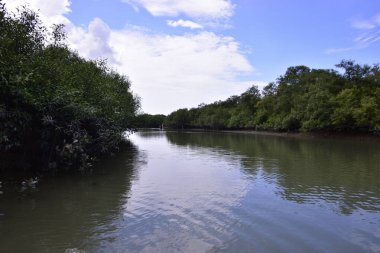 Mangrove ormanı, su yüzeyinde yansımaları olan sessiz bir nehir kanalı boyunca uzanır. Doğal kıyı ekolojisi ve çevresel dengeyi vurgulayan tropikal sulak arazi manzarası.