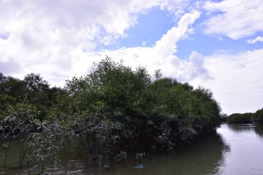 Mangrove ormanı, su yüzeyinde yansımaları olan sessiz bir nehir kanalı boyunca uzanır. Doğal kıyı ekolojisi ve çevresel dengeyi vurgulayan tropikal sulak arazi manzarası.