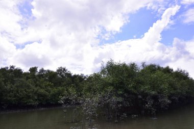Mangrove ormanı, su yüzeyinde yansımaları olan sessiz bir nehir kanalı boyunca uzanır. Doğal kıyı ekolojisi ve çevresel dengeyi vurgulayan tropikal sulak arazi manzarası.