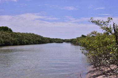 Sandy Mangrove nehir kıyısı, dağınık genç ağaçlar ve yeşil yapraklar. Kıyı sulak arazisi bitkilerin büyümesini ve doğal kıyı şeridi oluşumunu vurguluyor..