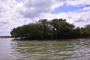 Doğal mangrov orman ekosistemi. Nehir suyu, çamurlu bankalar ve yeşil gölgelik. Tropikal sulak arazi doğa, ekoloji ve koruma temaları için idealdir..