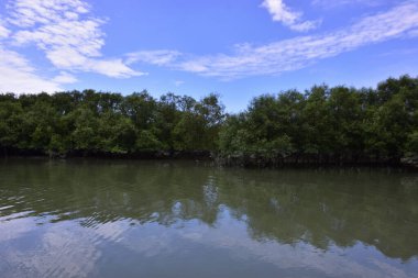 Mangrov ormanlarından akan geniş nehir, parlak mavi bir gökyüzünün altında. Sakin suyu, yeşilliği ve açık alanı gösteren doğal tropik bir manzara..