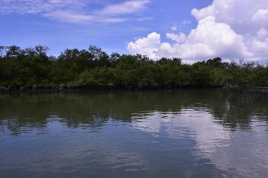 Mangrov ormanlarından akan geniş nehir, parlak mavi bir gökyüzünün altında. Sakin suyu, yeşilliği ve açık alanı gösteren doğal tropik bir manzara..