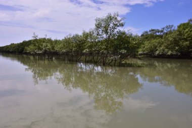 Mangrov ormanlarından akan geniş nehir, parlak mavi bir gökyüzünün altında. Sakin suyu, yeşilliği ve açık alanı gösteren doğal tropik bir manzara..