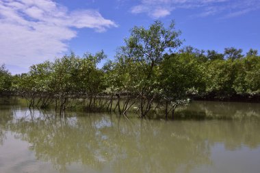 Mangrov ormanlarından akan geniş nehir, parlak mavi bir gökyüzünün altında. Sakin suyu, yeşilliği ve açık alanı gösteren doğal tropik bir manzara..