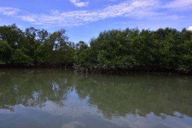 Mangrov ormanlarından akan geniş nehir, parlak mavi bir gökyüzünün altında. Sakin suyu, yeşilliği ve açık alanı gösteren doğal tropik bir manzara..